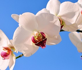 张家口正规助孕捐卵机构，附正规捐卵机构报名表！